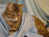 Willy the Tabby