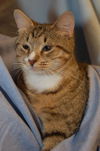 Willy the Tabby