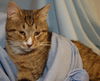 Willy the Tabby
