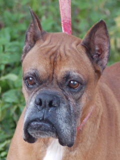 Learner the Boxer
