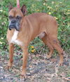 Learner the Boxer