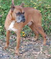 Learner the Boxer