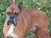 Learner the Boxer