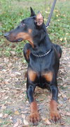 Max the Dobie