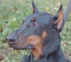 Max the Dobie