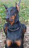 Max the Dobie