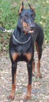 Max the Dobie