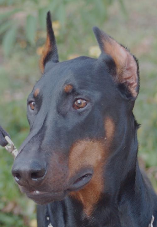 Max the Dobie