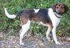 Maggie the Beagle