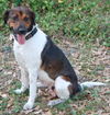 Maggie the Beagle