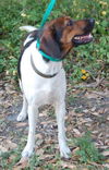 Maggie the Beagle