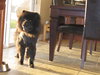 Teddy the Chow Chow