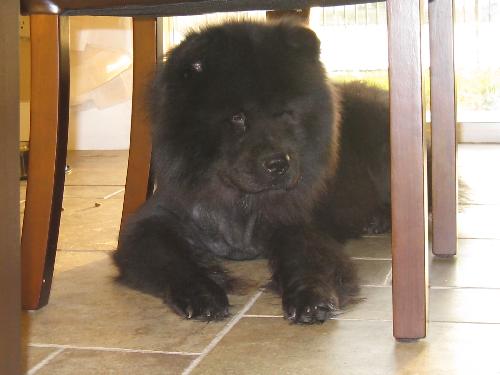 Teddy the Chow Chow
