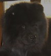 Teddy the Chow Chow