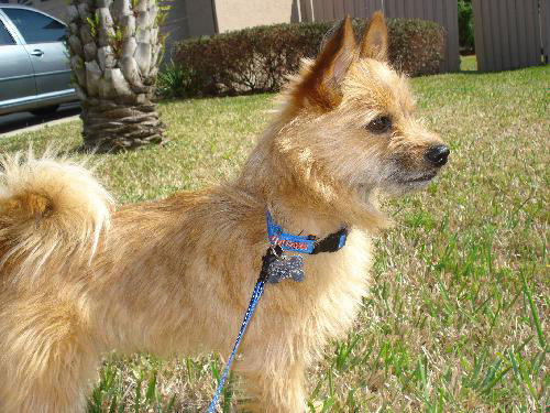 Yumi the Norwich Terrier