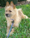 Yumi the Norwich Terrier
