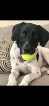 Tucker