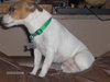 Amy the Jack Russell Terrier
