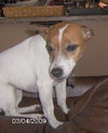 Amy the Jack Russell Terrier