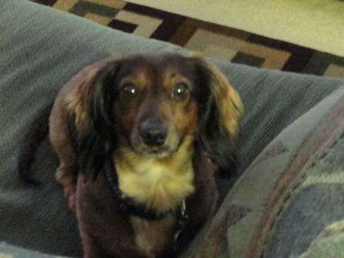 Cameron the Doxie