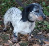 Lexi the Mini-Dachshund