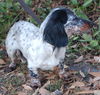 Lexi the Mini-Dachshund