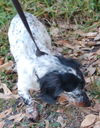 Lexi the Mini-Dachshund