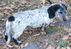 Lexi the Mini-Dachshund