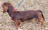 Mookie the Mini-Dachshund