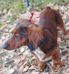 Mookie the Mini-Dachshund