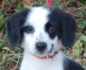 Jasper the Cavalier