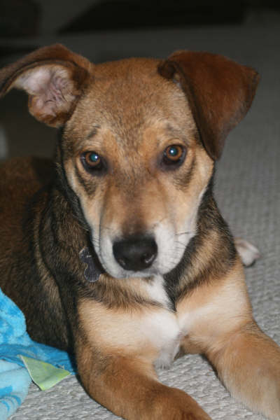Howie the Shepherd Puppy