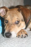 Howie the Shepherd Puppy