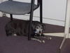 Velvet the Beagle