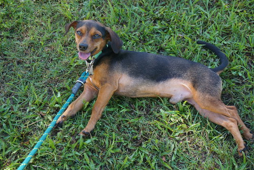 Jake @ Camp Doglando!!
