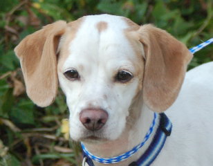 Joey the Jack Russell