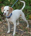 Joey the Jack Russell