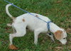 Joey the Jack Russell