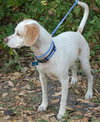 Joey the Jack Russell