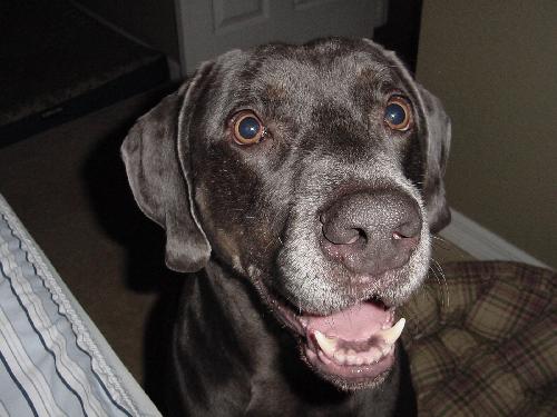 Tyler the Weimaraner