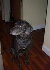Tyler the Weimaraner