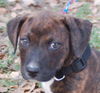 Fatima the Puppy