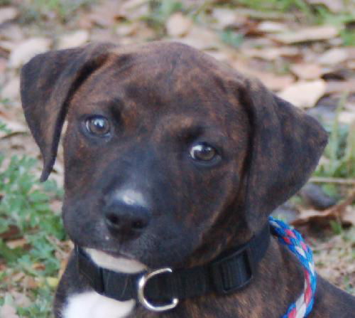 Fatima the Puppy