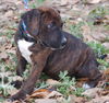 Fatima the Puppy