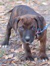 Fatima the Puppy