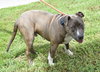Mr. Studley Beefcake