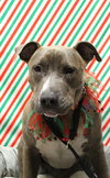 Mr. Studley Beefcake