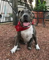 Mr. Studley Beefcake
