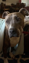 Mr. Studley Beefcake