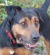 Jason the Lovable Laid-Back Rottie